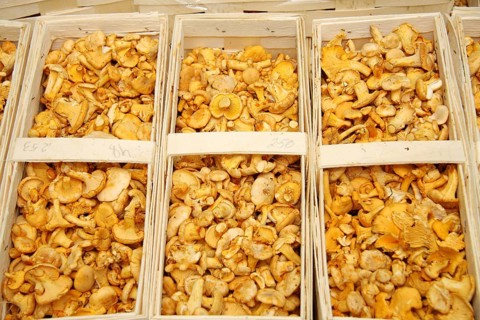 Fresh chanterelles in a chip basket