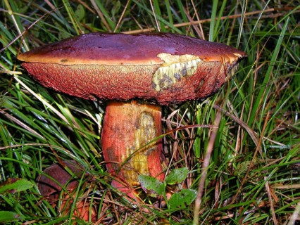 Flake-stemmed witches' bolete