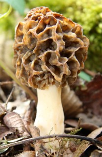 Bavarian edible morel
