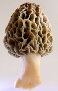 Edible morel exempted
