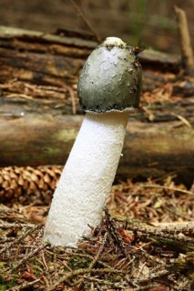 Stinkhorn with fly