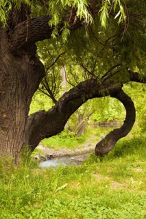 A weeping willow in Jena Paradies park at the site where the Leutra flows into the Saale, a weeping