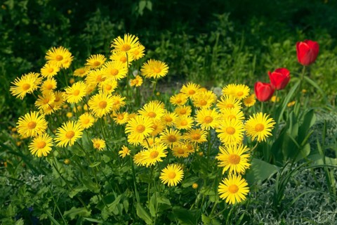 Doronicum yellow flowers in the garden in spring