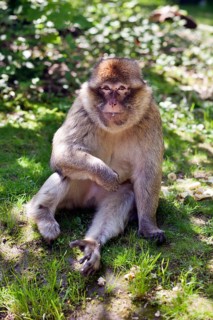 Portrait of a Barbary macaque, also called Magot, portrait of a Barbary macaque on the summer