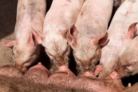 Piglets during silence at the teats of the big pig