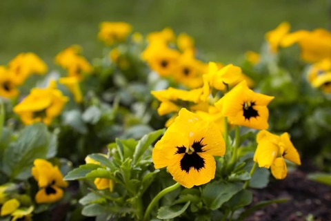 Pansies