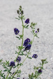 Alfalfa (Medicago sativa), Mecklenburg-Western Pomerania, Germany, Europe