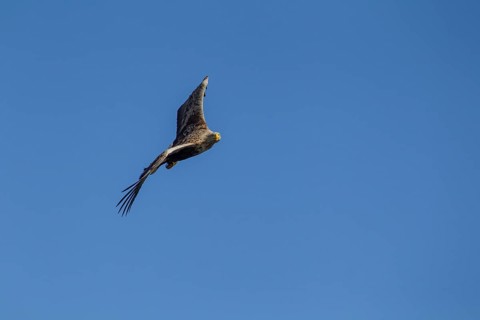 White tailed sea eagle (Haliaeetus albicilla) adult bird in flight, Isle of Mull, Scotland, United