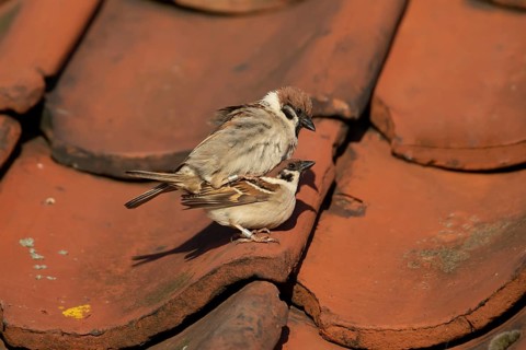 Tree sparrow (Passer montanus) adult birds mating on roof tiles, Yorkshire, England, United