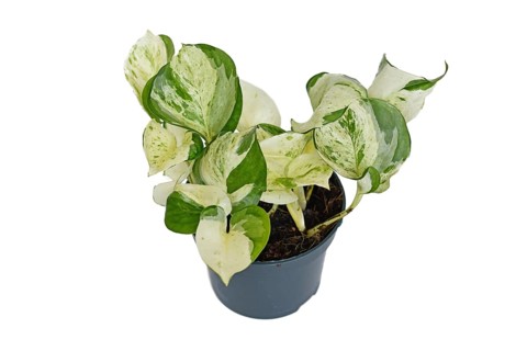 Exotic 'Epipremnum Aureum Manjula' pothos houseplant in flower pot on white background
