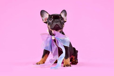 Tan colored French Bulldog dog puppy with ribbon on pink studio background