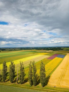 The Gert Harz farm near Lommatzsch propagates wild plants on a total of 70 hectares, Agriculture,