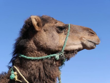 Dromedary