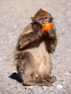 Barbary macaque in the Atlas Mountains in Morocco eating an orange