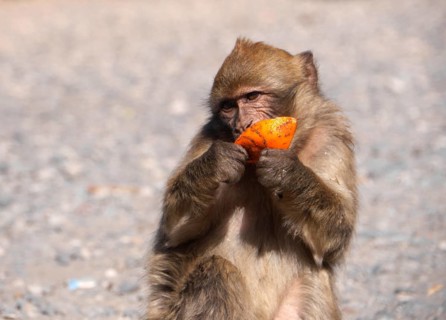 Barbary macaque in the Atlas Mountains in Morocco eating an orange