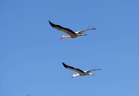 Flying storks