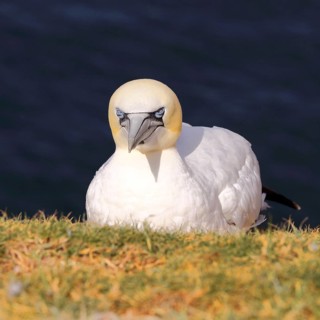 Northern gannet (Morus bassanus) adult bird looking over the edge of the cliff, animal portrait,