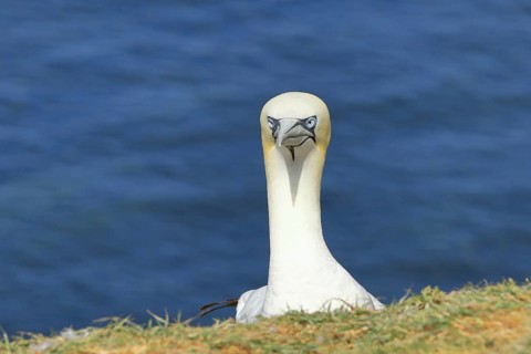 Northern gannet (Morus bassanus) adult bird looking over the edge of the cliff, animal portrait,