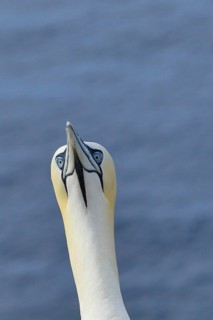 Northern gannet (Morus bassanus) animal portrait, Heligoland, Lower Saxony, Germany, Europe