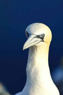 Northern gannet (Morus bassanus) animal portrait, Heligoland, Lower Saxony, Germany, Europe