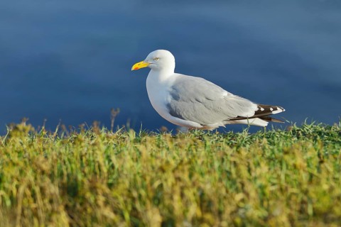 Lesser black-backed gull (Larus fuscus) adult bird on the edge of the cliff, Heligoland, Lower