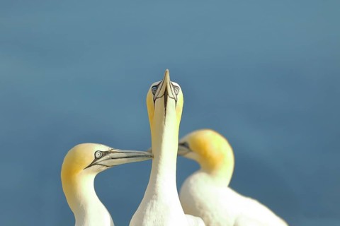 Northern gannet (Morus bassanus) looking for its mate, Heligoland, Lower Saxony, Germany, Europe