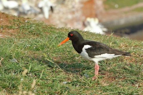 Oystercatcher (Haematopus ostralegus), adult bird on the edge of the cliff, Heligoland, Lower