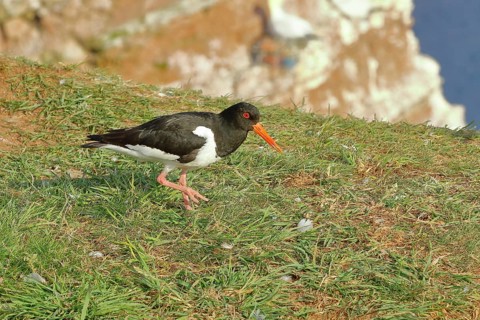 Oystercatcher (Haematopus ostralegus), on the edge of the cliff, Heligoland, Lower Saxony, Germany,
