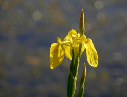 Swamp iris