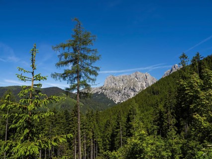Forest landscape, mountain peak in the background, Admonter Kaibling, Gesäuse National Park,