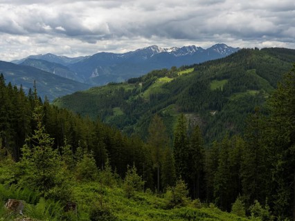 Forest landscape, mountain peak in the background, Rottenmanner Tauern, Styria, Austria, Europe