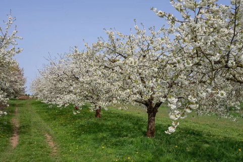 Cherry orchard in bloom (Prunus avium), Franconia, Bavaria, Germany, Europe