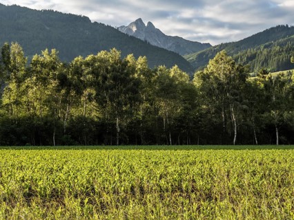 Field at the edge of the forest, behind the Admonter Reichenstein, near Gaishorn am See, Styria,