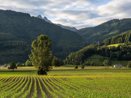 Field at the edge of the forest, behind the Admonter Reichenstein, near Gaishorn am See, Styria,