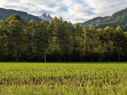 Field at the edge of the forest, behind the Admonter Reichenstein, near Gaishorn am See, Styria,