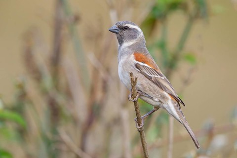 Cape sparrow (Passer melanurus), sparrow family, Sani Pass Surroundings, Underberg, KwaZulu-Natal,
