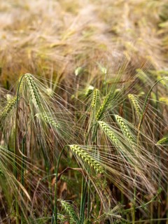 Cereal field, barley field, field with barley, Frohburg, Saxony, Germany, Europe