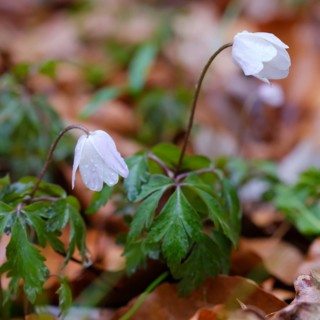 Wood anemone (Anemone nemorosa), Müritz National Park, Mecklenburg Lake District, Mecklenburg,