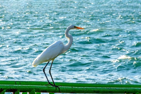 White heron perched in front of the sea in Ilhabela on a sunny day, Ilhabela, Sao Paulo, Brazil,