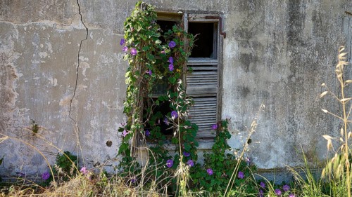 Window in a crumbling wall overgrown with ivy and purple flowers, feeling of abandonment and decay,