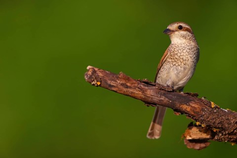 Red-backed shrike, red-backed shrike, thorn-backed shrike, family of shrikes, (Lanius collurio),