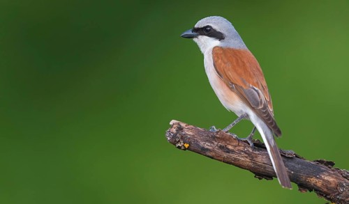 Red-backed shrike, red-backed shrike, thorn-backed shrike, family of shrikes, (Lanius collurio),