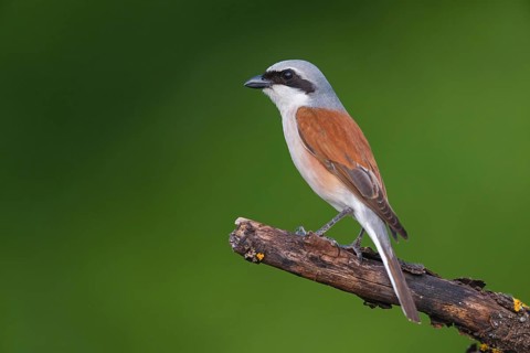 Red-backed shrike, red-backed shrike, thorn-backed shrike, family of shrikes, (Lanius collurio),