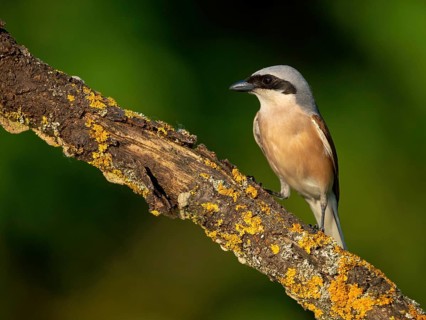 Red-backed shrike, red-backed shrike, thorn-backed shrike, family of shrikes, (Lanius collurio),