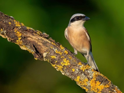 Red-backed shrike, red-backed shrike, thorn-backed shrike, family of shrikes, (Lanius collurio),