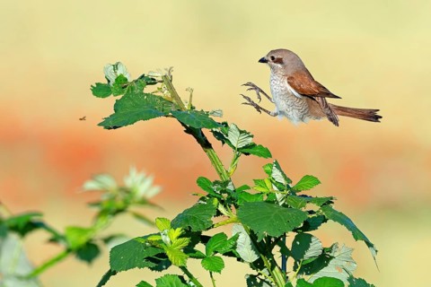 Red-backed shrike (Lanius collurio), female, approach, flight study, Hockenheim, Baden-Württemberg,
