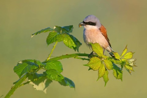 Red-backed shrike (Lanius collurio), male with prey, Hockenheim, Baden-Württemberg, Germany, Europe