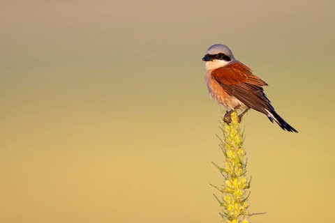 Red-backed shrike, red-backed shrike, thorn-backed shrike, family of shrikes, (Lanius collurio),