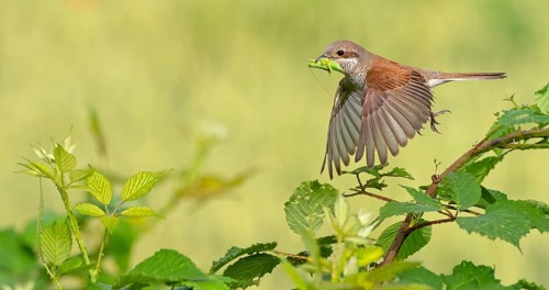 Red-backed shrike (Lanius collurio), female, departure photo, take-off, Hockenheim,