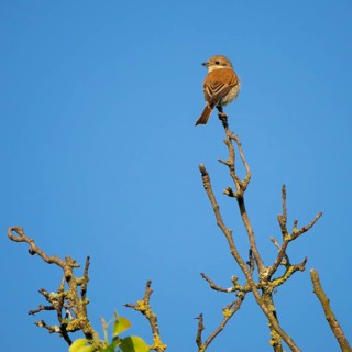 Red-backed shrike, red-backed shrike, thorn-backed shrike, family of shrikes, (Lanius collurio),